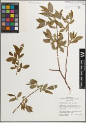 Foto von Salix monticola Bebb